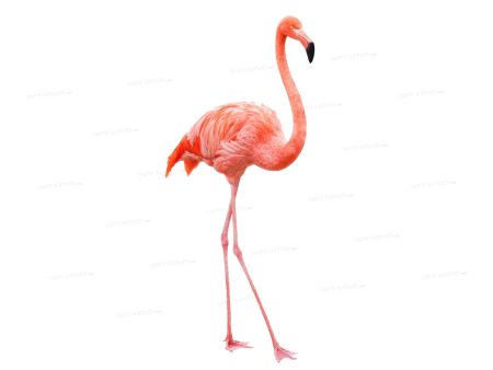 Flamingo Theme Cutout FLM-04 For Discount